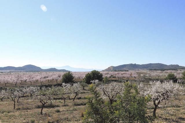 Campo de almendros en flor