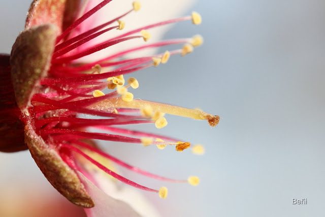 macrofotografia de la flor del almendro