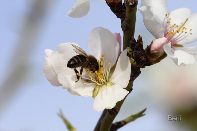 abeja melifera libando en la flor del almendro