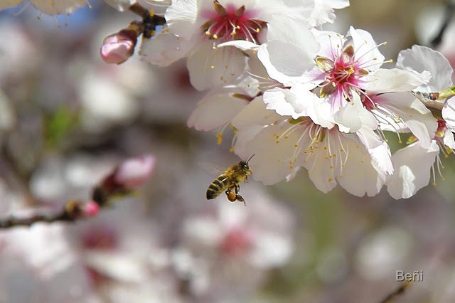 detalle de lascorbículas en las patas posteriores de la abeja melifera