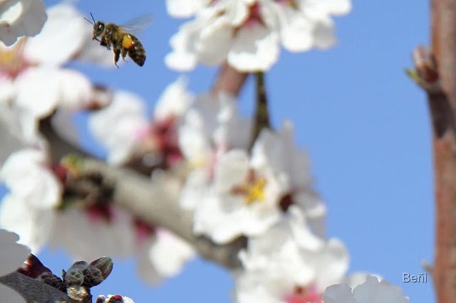 abeja melifera al vuelo