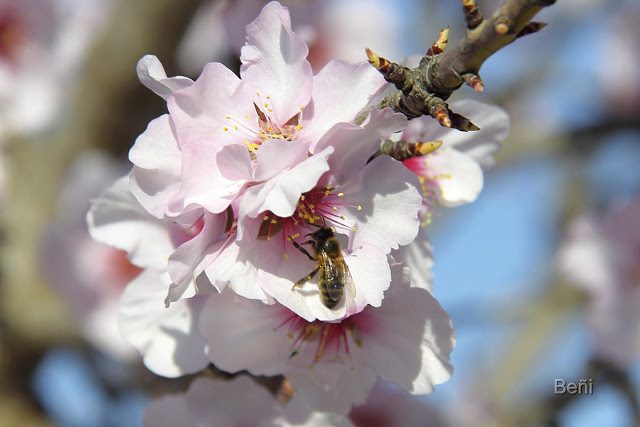 abeja melifera en la flor del almendro