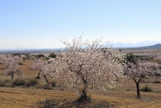 arbol de almendro en flor