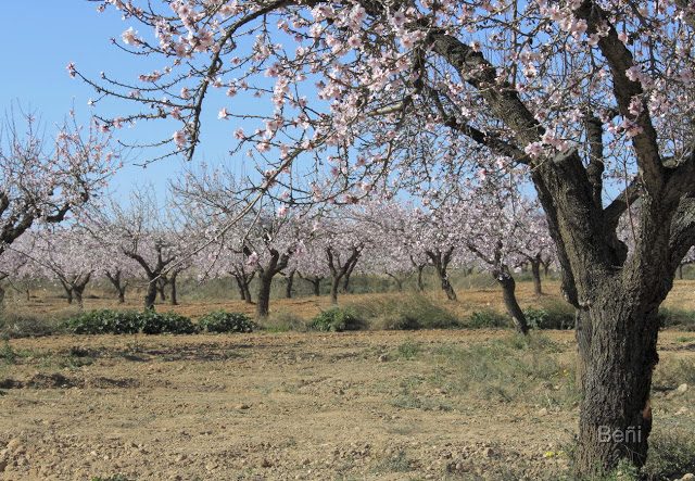 arboles del almendro en flor