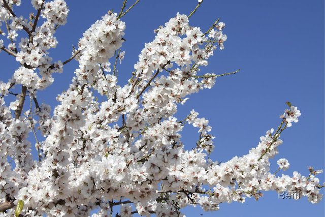 ramas de almendro llenas de flores