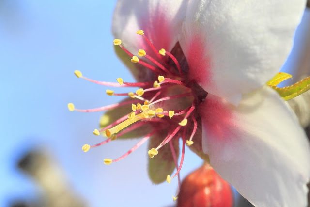 macrofotografia de la flor del almendro