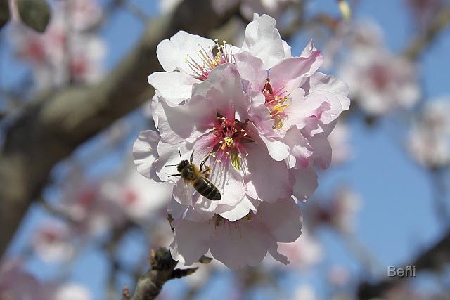 abeja melifera recorriendo una flor del almendro