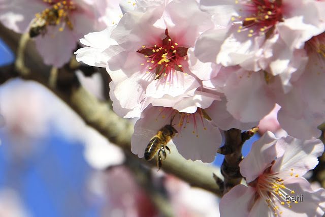 abeja melifera y flor del almendro