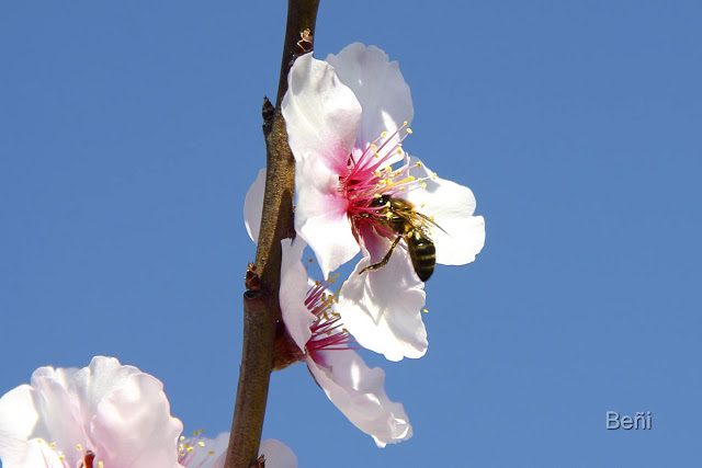 abeja melifera libando en la flor del almendro