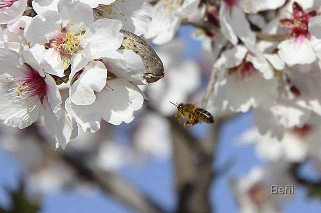 abeja melifera aproximandose volando a la flor del almendro