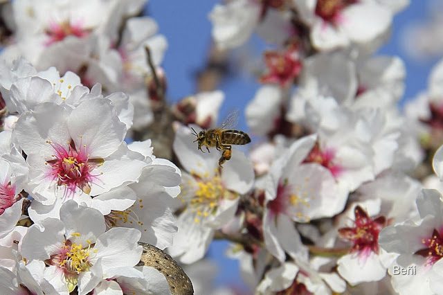 abejaja melifera aproximandose a las flores del almendro