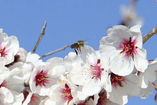 abeja melifera y flor del almendro