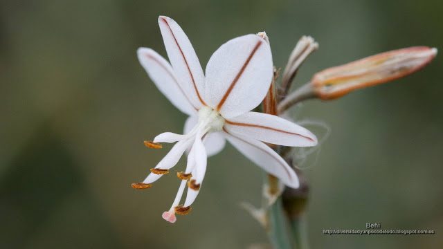 fondo de pantalla o wallpaper flor de asphodelus