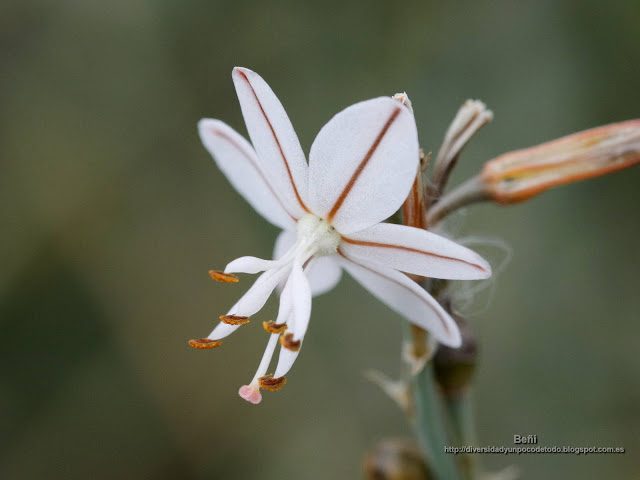 fondo de pantalla o wallpaper flor de asphodelus