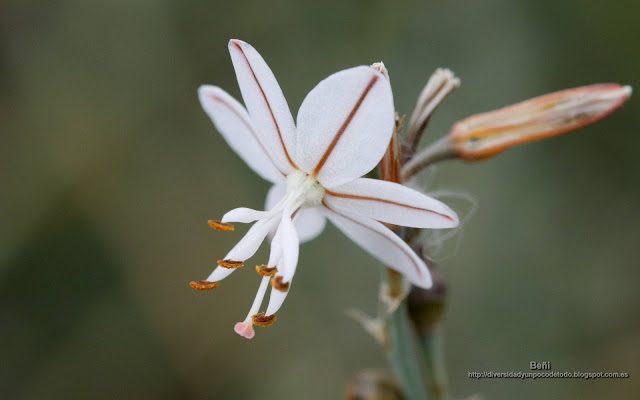 fondo de pantalla o wallpaper flor de asphodelus