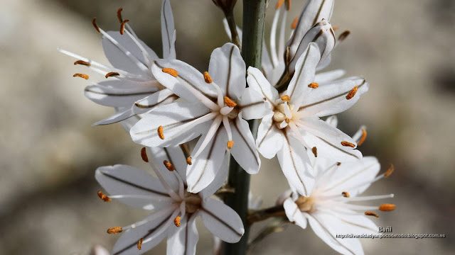 fondo de pantalla o wallpaper flores de asphodelus