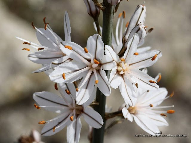 fondo de pantalla o wallpaper flores de asphodelus