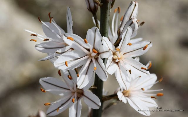 fondo de pantalla o wallpaper flores de asphodelus