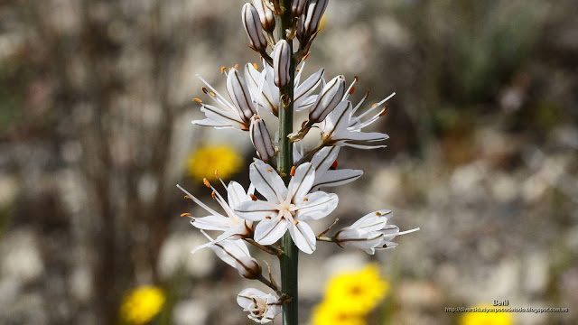fondo de pantalla o wallpaper flores de asphodelus