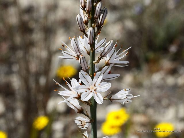 fondo de pantalla o wallpaper flores de asphodelus