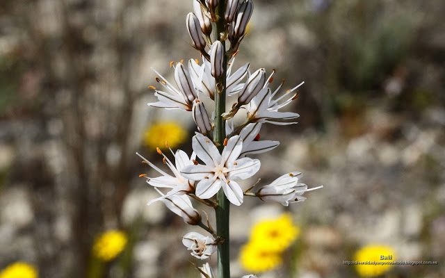fondo de pantalla o wallpaper flores de asphodelus