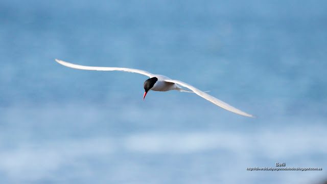 fondo de pantalla o wallpaper charran artico al vuelo