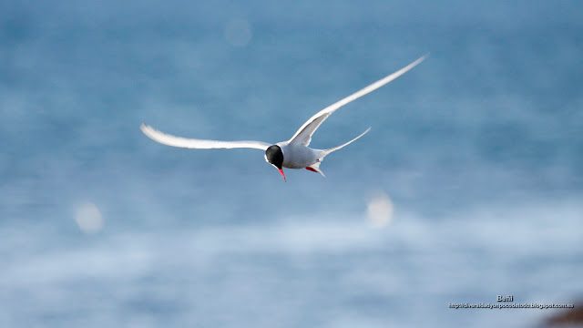 fondo de pantalla o wallpaper charran artico al vuelo