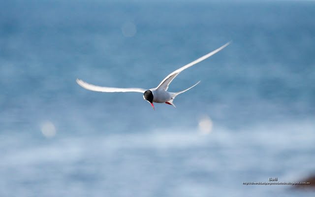 fondo de pantalla o wallpaper charran artico al vuelo