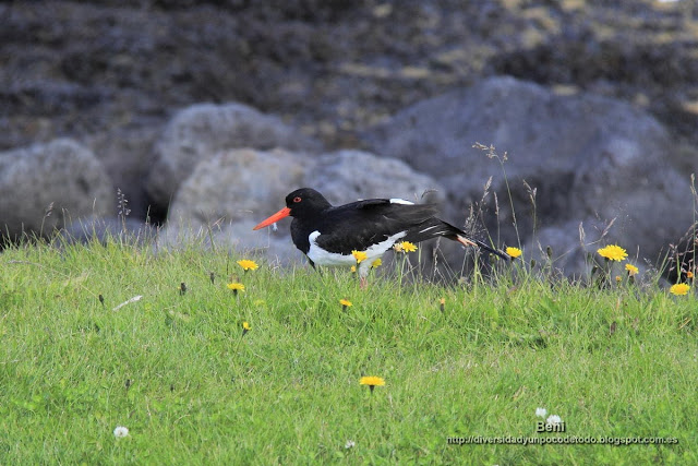Ostrero comun euroasiatico, Oystercatcher, Haematopus ostralegus