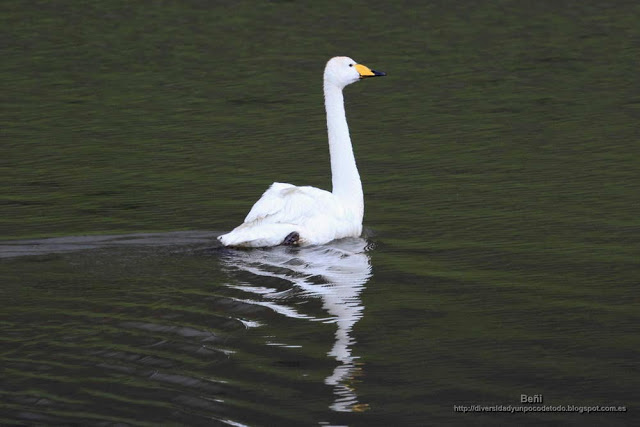 Cisne cantor, Whooper swan, Cygnus cygnus