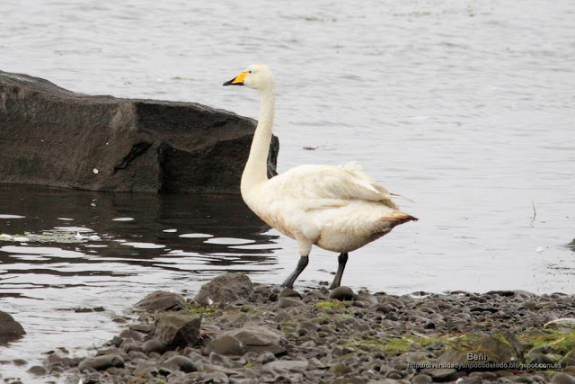 Cisne cantor, Whooper swan, Cygnus cygnus