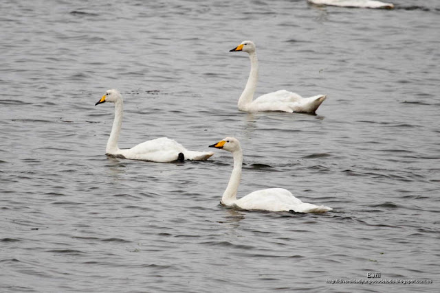 Cisne cantor, Whooper swan, Cygnus cygnus