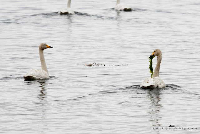 Cisne cantor, Whooper swan, Cygnus cygnus