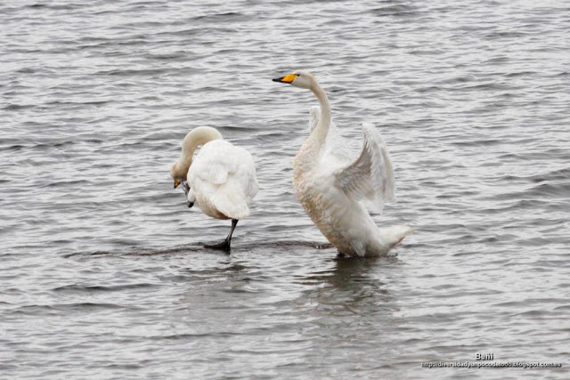 Cisne cantor, Whooper swan, Cygnus cygnus