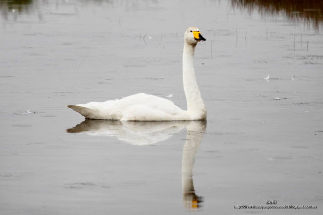 Cisne cantor, Whooper swan, Cygnus cygnus