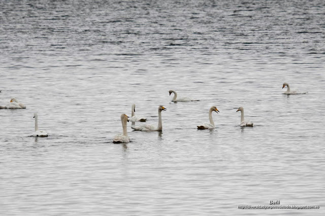 Cisne cantor, Whooper swan, Cygnus cygnus