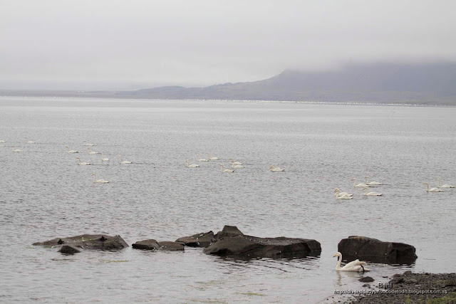 Cisne cantor, Whooper swan, Cygnus cygnus