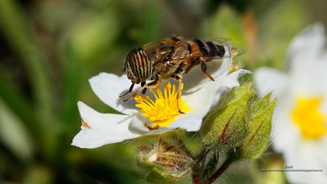 fondo de pantalla o wallpaper insecto sirfido y flor
