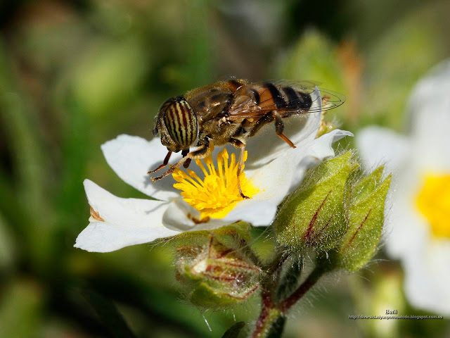 fondo de pantalla o wallpaper insecto y flor