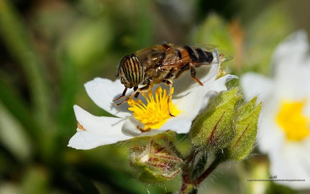 fondo de pantalla o wallpaper insecto sirfido y flor