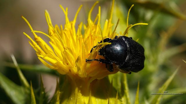 fondo de pantalla o wallpaper insecto escarabajo y flor