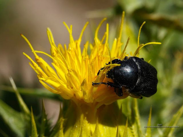 fondo de pantalla o wallpaper insecto escarabajo y flor