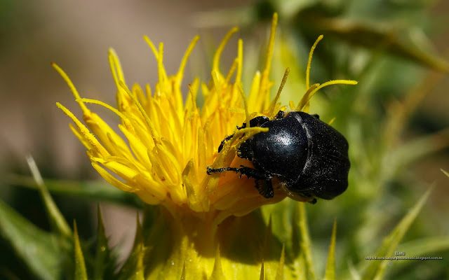 fondo de pantalla o wallpaper insecto escarabajo y flor