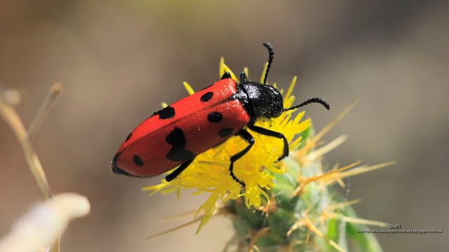 fondo de pantalla o wallpaper insecto y flor