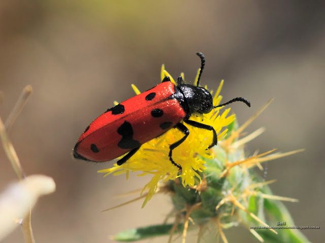 fondo de pantalla o wallpaper insecto y flor