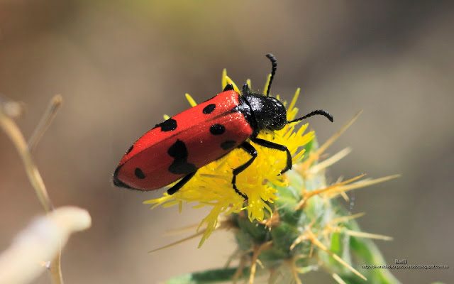 fondo de pantalla o wallpaper insecto y flor