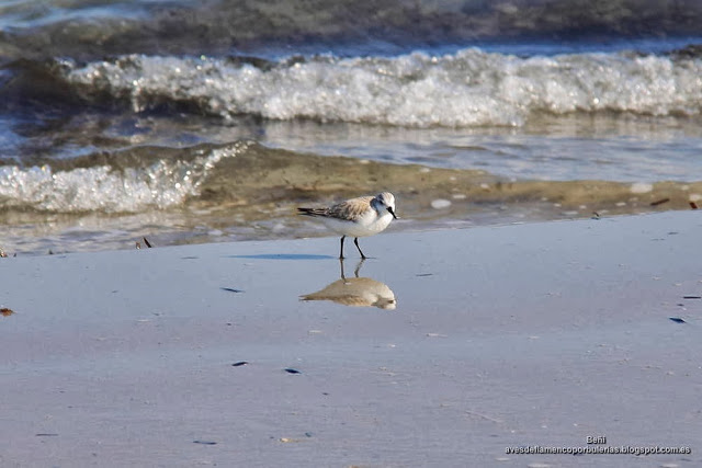 Correlimos tridáctilo o playerito blanco (Esp.), sanderling (Eng.), Calidris alba.