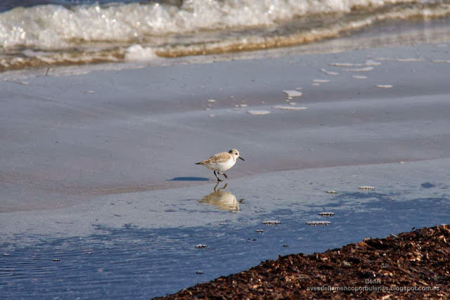 Correlimos tridáctilo o playerito blanco (Esp.), sanderling (Eng.), Calidris alba.