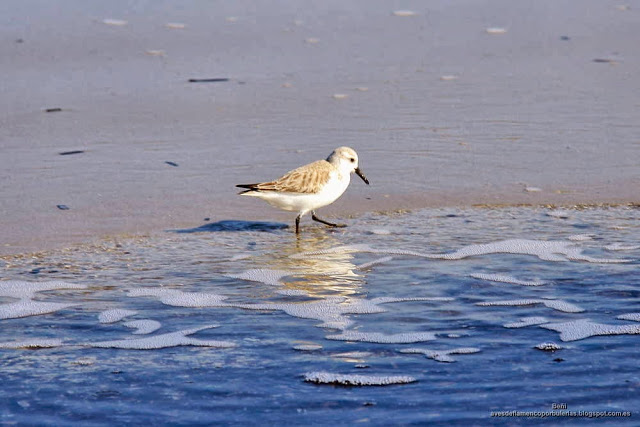 Correlimos tridáctilo o playerito blanco (Esp.), sanderling (Eng.), Calidris alba.