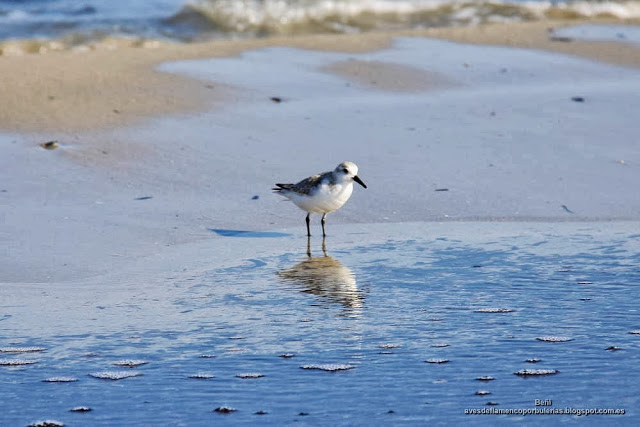 Correlimos tridáctilo o playerito blanco (Esp.), sanderling (Eng.), Calidris alba.